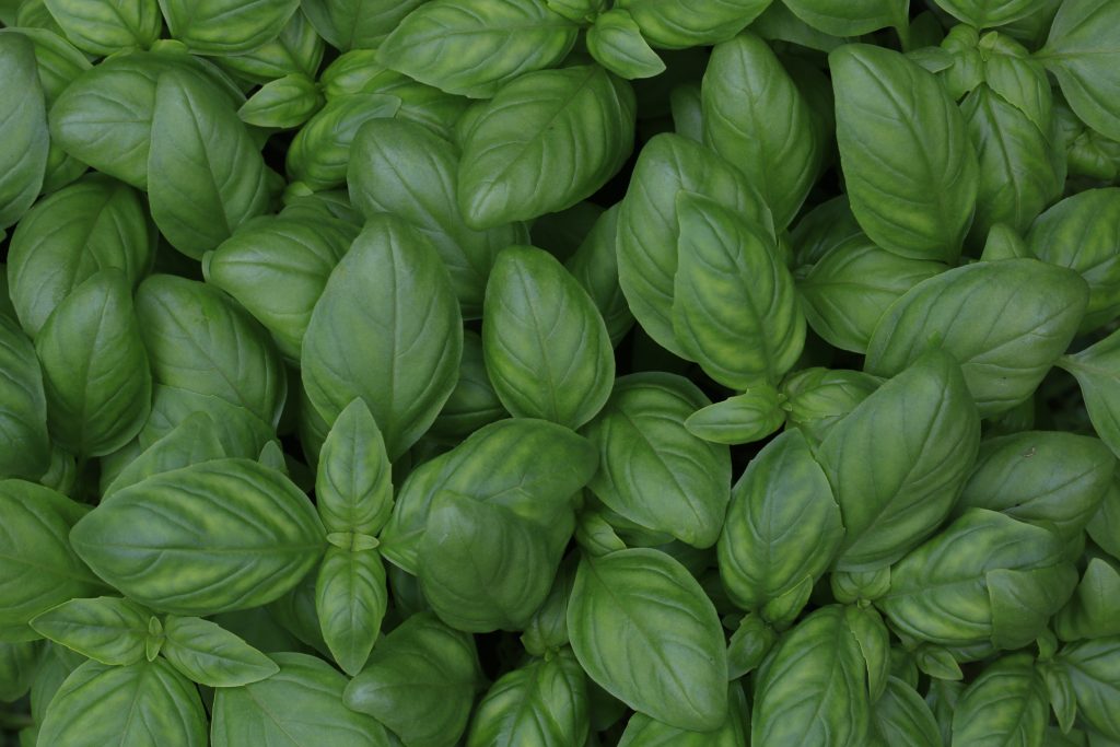 Basil Leaves